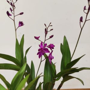 Dendrobium Berry Oda