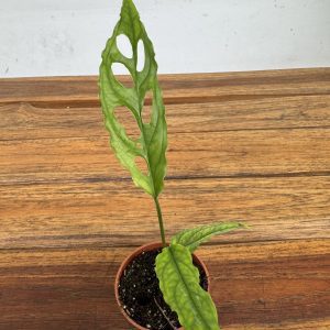 Monstera Obliqua Peru