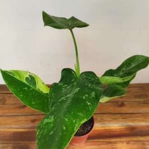 Philodendron Jose Buono