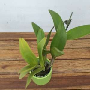 Cattleya Rth.Varut Startrack 'Golden Tiger'