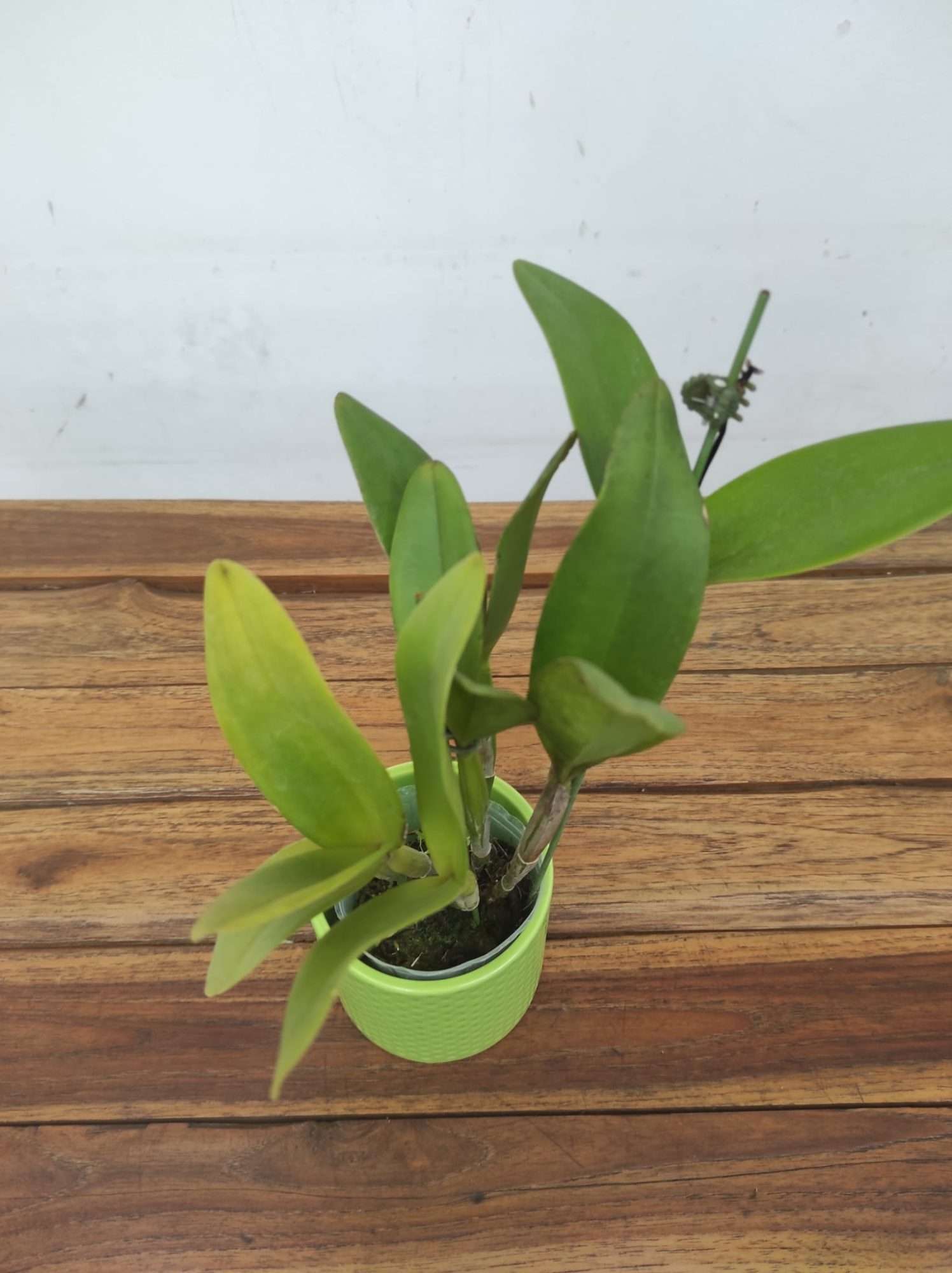 Cattleya Rth.Varut Startrack 'Golden Tiger'