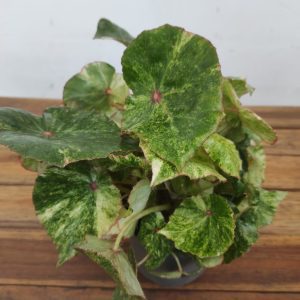 Begonia Rouga Variegata