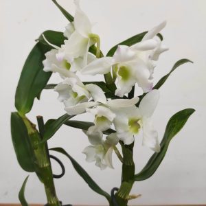 Dendrobium Nobile