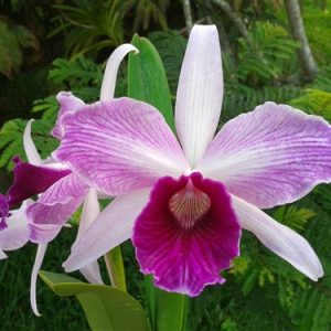 Laelia Purpurata Var. Estriata - Sem Flor