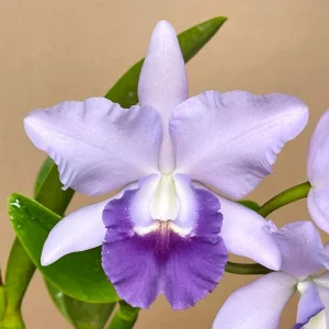 Cattleya Taiwan 'Blue Angel' - Sem Flor