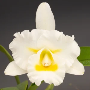 Rhyncholaeliocattleya 'Island Charm' - Sem Flor