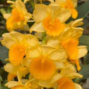 Dendrobium 'Densiflorum' - Sem Flor