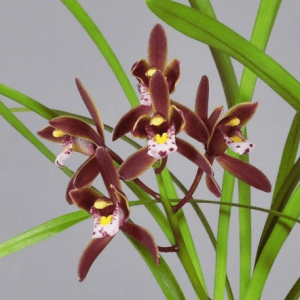 Cymbidium Floribundum - Sem Flor