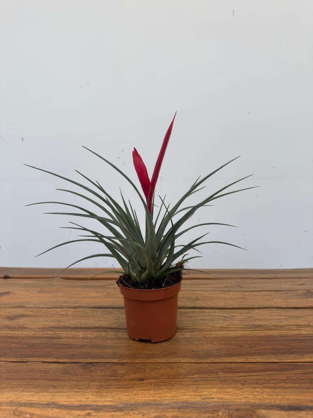 Tillandsia 'Mizuki' - V.9 - Image 2