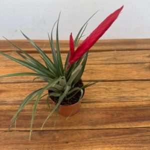 Tillandsia 'Mizuki' - V.9