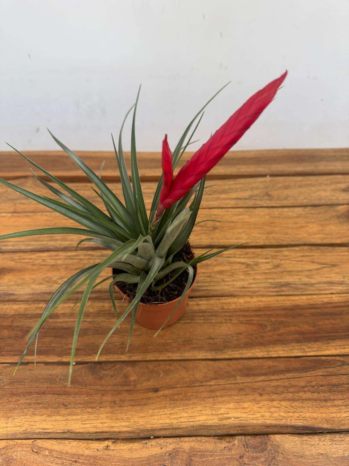 Tillandsia 'Mizuki' - V.9