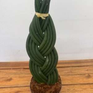 Sansevieria Cylindrica Braided - V.17