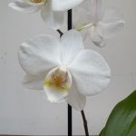 Phalaenopsis V.9