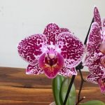 Phalaenopsis V.9