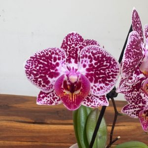 Phalaenopsis V.9