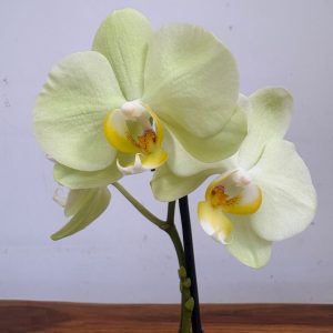Phalaenopsis V.9