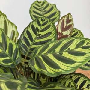 Calathea Makoyana