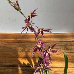 Oncidium Titanium V.9
