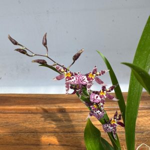 Oncidium Titanium V.9