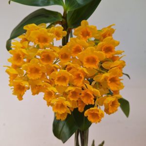 Dendrobium Densiflorum - C/ Flor