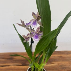 Zygopetalum V.12