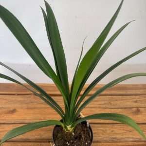 Clivia Miniata Amarela 'Sem Flor' - V.13
