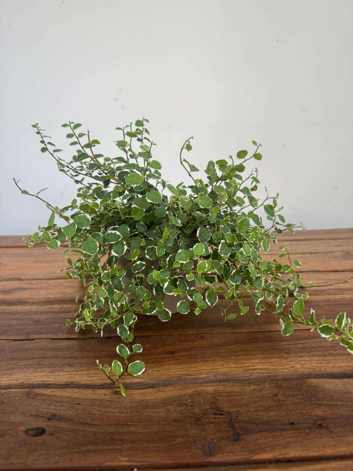 Ficus Pumila White Sunny - V.12 - Image 2