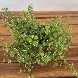 Ficus Pumila White Sunny - V.12