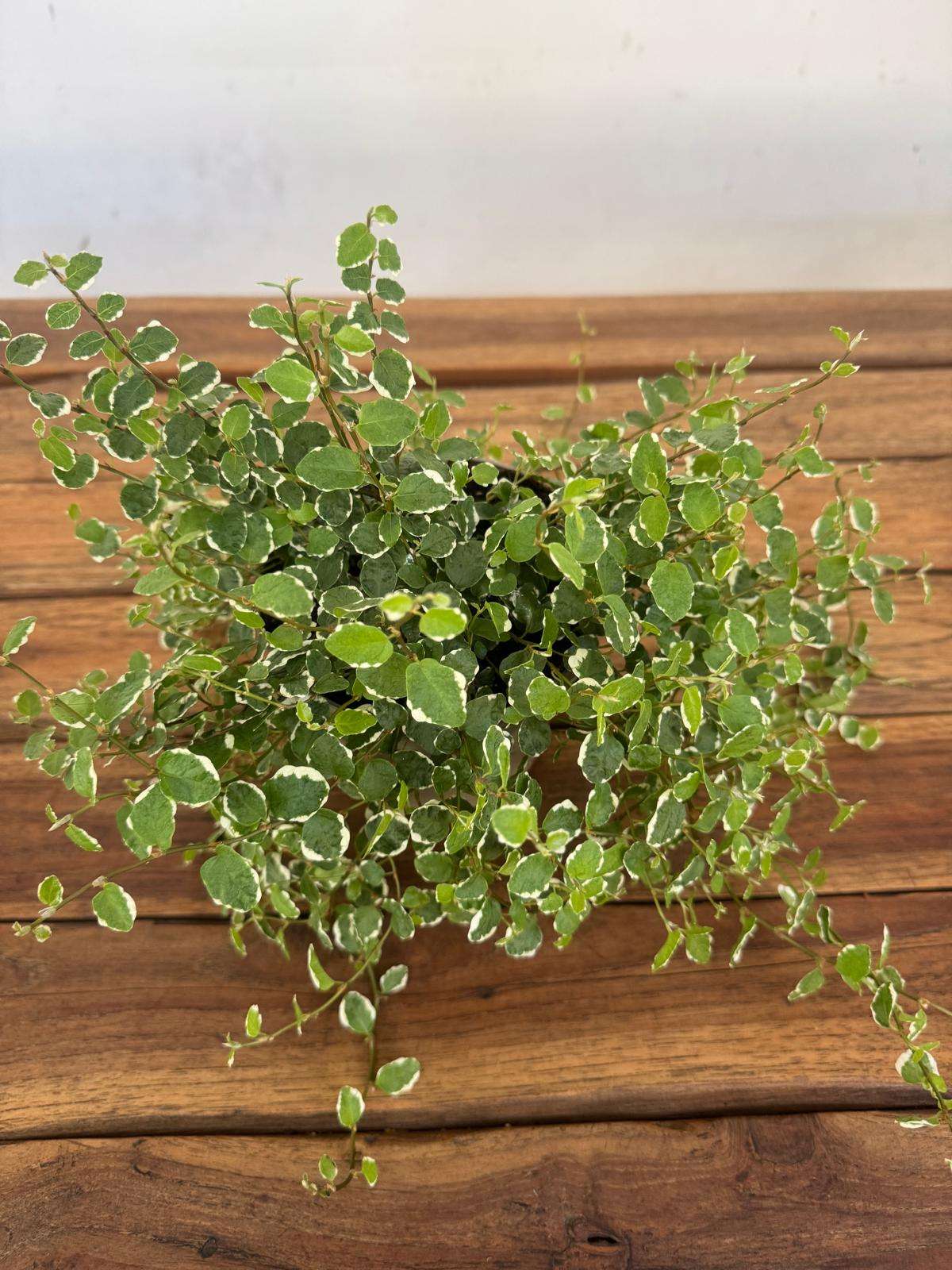 Ficus Pumila White Sunny - V.12