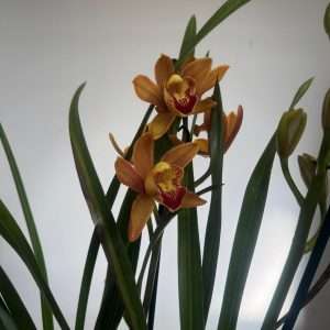 Cymbidium 2/3 Hastes - V.14