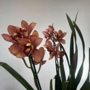 Cymbidium 2/3 Hastes - V.14