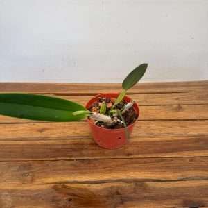 Cattleya Percivaliana - Sem Flor