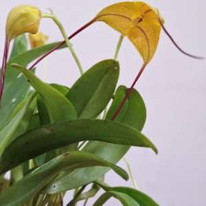 Masdevallia Triangularis - V.6