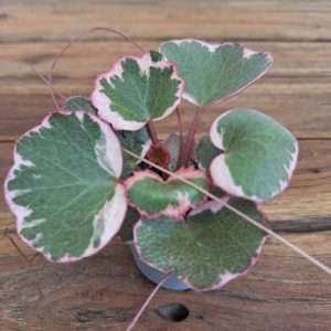 Saxifraga Variegata - V.6