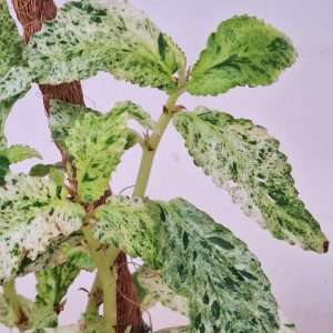 Pellionia Repens Variegata - V.12