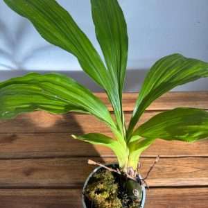 Lycaste 'Sem Flor' - V.12