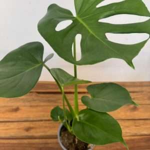 Monstera Deliciosa V.14
