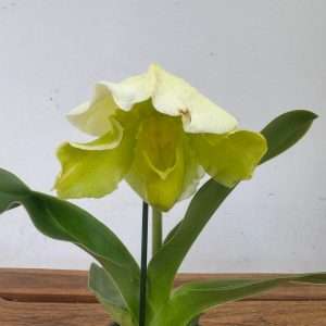 Paphiopedilum Amerikaanse Hybride Xl - V.12