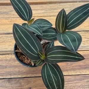 Ludisia 'Discolor' - V.9