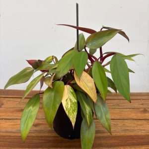Philodendron Strawberry Shake  -V.19
