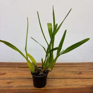 Miltonia Flavescens 'Sem Flor' - V.10