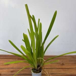 Cymbidium Floribundum 'Sem Flor' - V.10