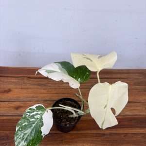 Monstera Variegata 'Snow White' - V.12