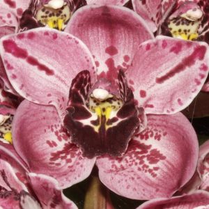 Cymbidium Rocky Creek Gotcha - Sem Flor