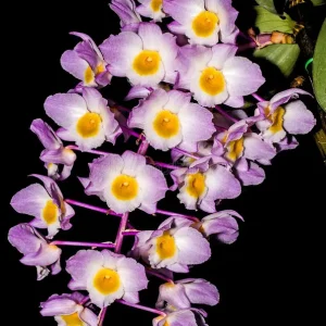 Dendrobium Amabile Bronckartii - Sem Flor