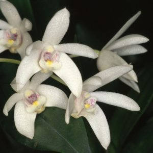 Dendrobium Falcorostrum - Sem Flor