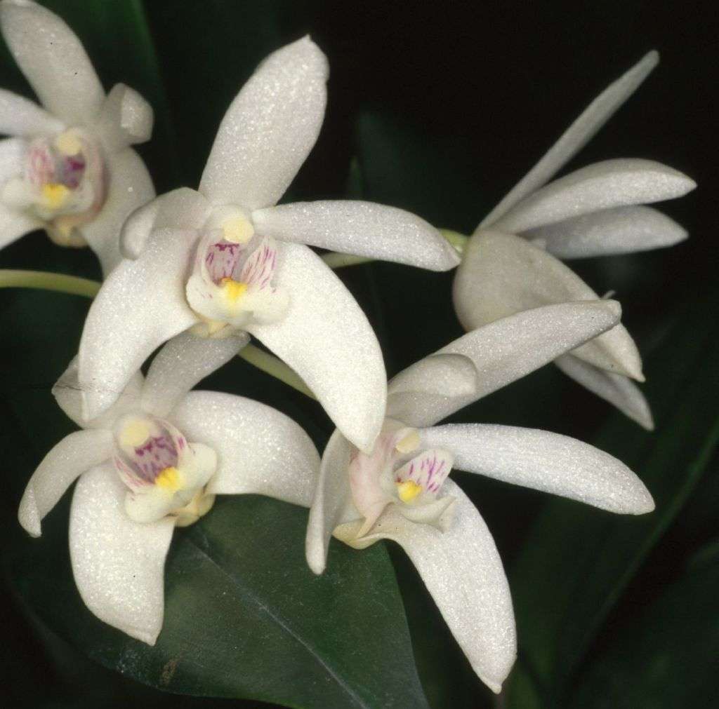 Dendrobium Falcorostrum - Sem Flor