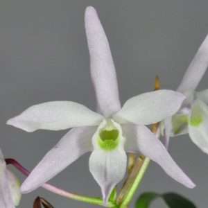 Dendrobium Moniliforme 'Sahohime' – Sem Flor