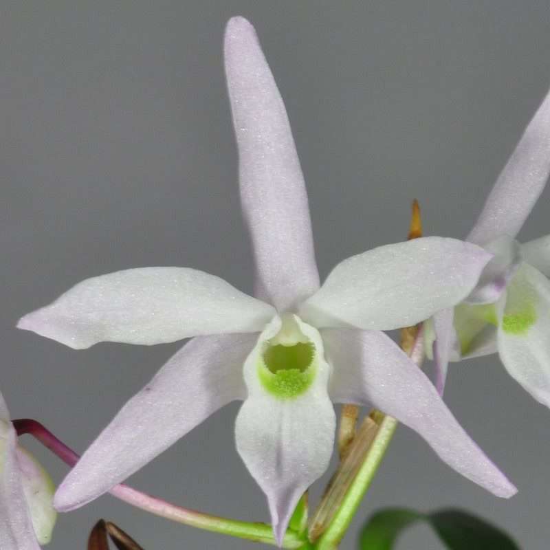 Dendrobium Moniliforme 'Sahohime' – Sem Flor