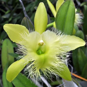 Rhyncholaelia 'Digbyana' - Sem Flor